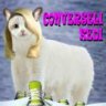 converseli kedi